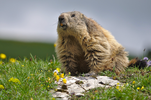 Groundhog weather predictions emerge from the shadows