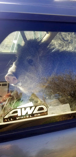 Ravenous javelina scampers into car