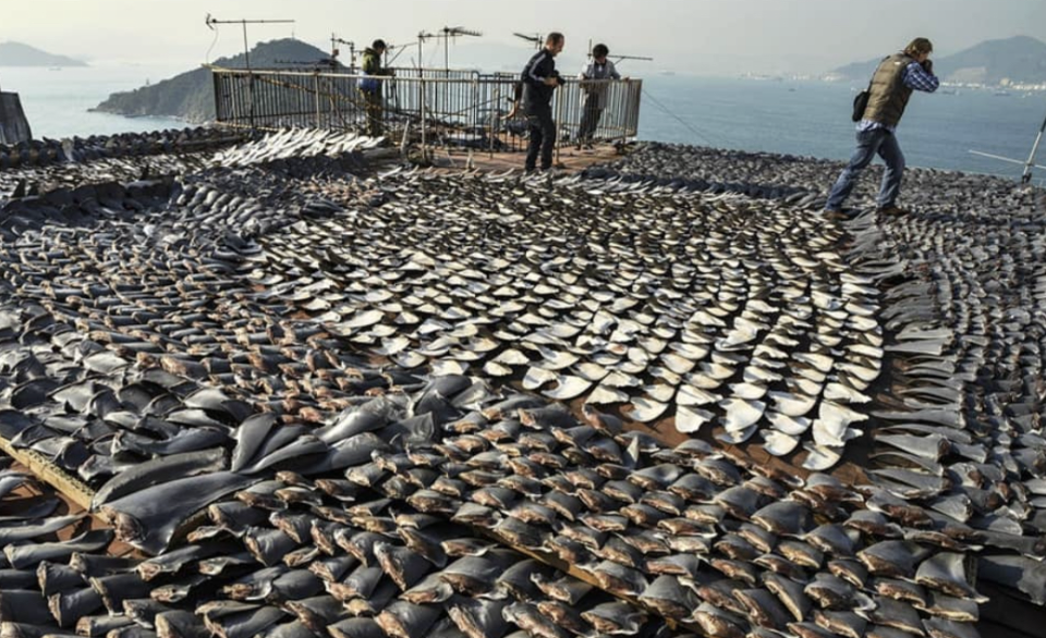Thousands of detached shark fins surround a poacher's boat. The image was taken in the Indian Ocean right off the coast of China. 